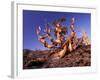 Bristlecone Pines, White Mountains, California, USA-Gavriel Jecan-Framed Photographic Print