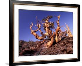 Bristlecone Pines, White Mountains, California, USA-Gavriel Jecan-Framed Photographic Print