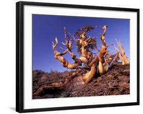 Bristlecone Pines, White Mountains, California, USA-Gavriel Jecan-Framed Photographic Print