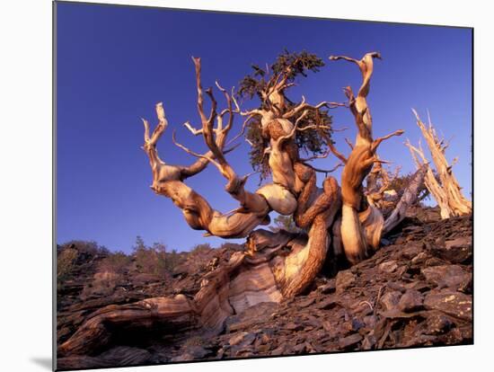 Bristlecone Pines, White Mountains, California, USA-Gavriel Jecan-Mounted Photographic Print