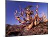 Bristlecone Pines, White Mountains, California, USA-Gavriel Jecan-Mounted Photographic Print