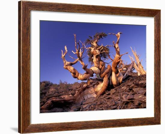 Bristlecone Pines, White Mountains, California, USA-Gavriel Jecan-Framed Photographic Print