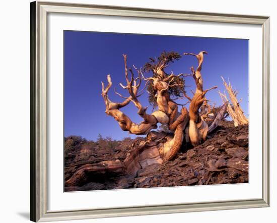 Bristlecone Pines, White Mountains, California, USA-Gavriel Jecan-Framed Photographic Print