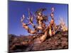 Bristlecone Pines, White Mountains, California, USA-Gavriel Jecan-Mounted Photographic Print