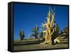 Bristlecone Pines-James Randklev-Framed Stretched Canvas