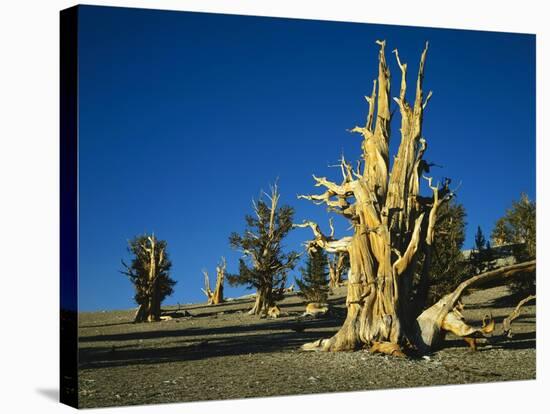 Bristlecone Pines-James Randklev-Stretched Canvas