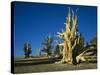 Bristlecone Pines-James Randklev-Stretched Canvas