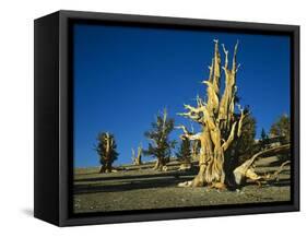 Bristlecone Pines-James Randklev-Framed Stretched Canvas