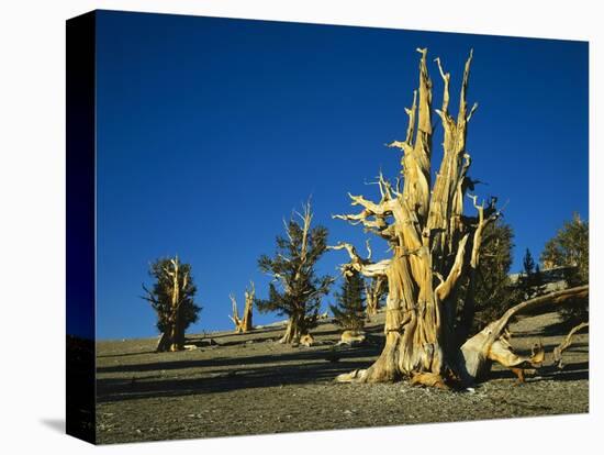 Bristlecone Pines-James Randklev-Stretched Canvas