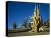 Bristlecone Pines-James Randklev-Stretched Canvas