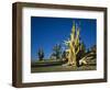 Bristlecone Pines-James Randklev-Framed Photographic Print