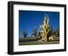 Bristlecone Pines-James Randklev-Framed Photographic Print