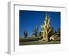 Bristlecone Pines-James Randklev-Framed Photographic Print