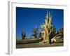 Bristlecone Pines-James Randklev-Framed Photographic Print