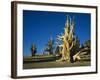 Bristlecone Pines-James Randklev-Framed Photographic Print