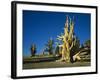 Bristlecone Pines-James Randklev-Framed Photographic Print