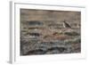 Bristled-Thighed Curlew-Ken Archer-Framed Photographic Print