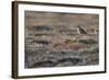 Bristled-Thighed Curlew-Ken Archer-Framed Photographic Print