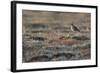 Bristled-Thighed Curlew-Ken Archer-Framed Photographic Print