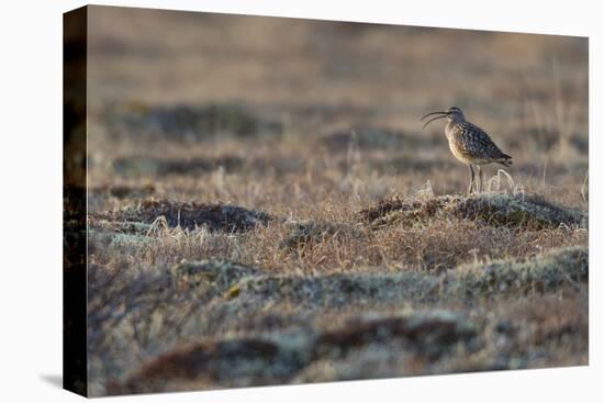 Bristled-Thighed Curlew-Ken Archer-Stretched Canvas