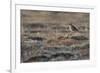 Bristled-Thighed Curlew-Ken Archer-Framed Photographic Print