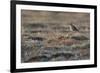 Bristled-Thighed Curlew-Ken Archer-Framed Photographic Print