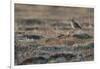 Bristled-Thighed Curlew-Ken Archer-Framed Photographic Print