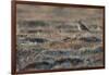 Bristled-Thighed Curlew-Ken Archer-Framed Photographic Print