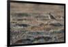 Bristled-Thighed Curlew-Ken Archer-Framed Photographic Print