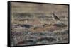 Bristled-Thighed Curlew-Ken Archer-Framed Stretched Canvas