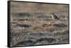 Bristled-Thighed Curlew-Ken Archer-Framed Stretched Canvas