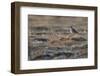 Bristled-Thighed Curlew-Ken Archer-Framed Photographic Print