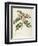 Bristly Locust (Robinia Hispida)-null-Framed Giclee Print