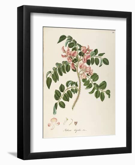 Bristly Locust (Robinia Hispida)-null-Framed Giclee Print