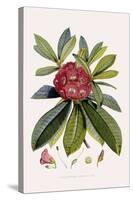 Bristly Rhododendron-John Nugent Fitch-Stretched Canvas
