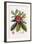 Bristly Rhododendron-John Nugent Fitch-Framed Giclee Print