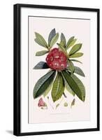 Bristly Rhododendron-John Nugent Fitch-Framed Giclee Print