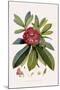 Bristly Rhododendron-John Nugent Fitch-Mounted Giclee Print