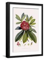 Bristly Rhododendron-John Nugent Fitch-Framed Giclee Print