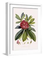 Bristly Rhododendron-John Nugent Fitch-Framed Giclee Print