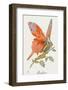 Britannia as a Patriotic Butterfly - WWI-null-Framed Photographic Print