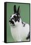 Britannia Petite Rabbit-Lynn M^ Stone-Framed Stretched Canvas