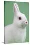 Britannia Petite Rabbit-Lynn M^ Stone-Stretched Canvas