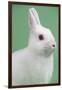 Britannia Petite Rabbit-Lynn M^ Stone-Framed Photographic Print