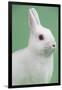 Britannia Petite Rabbit-Lynn M^ Stone-Framed Photographic Print