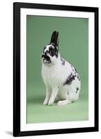 Britannia Petite Rabbit-Lynn M^ Stone-Framed Photographic Print