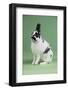 Britannia Petite Rabbit-Lynn M^ Stone-Framed Photographic Print