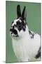 Britannia Petite Rabbit-Lynn M^ Stone-Mounted Photographic Print
