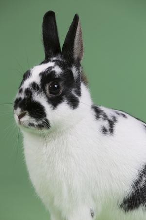 &lsquo;Britannia Petite Rabbit&rsquo; Photographic Print - Lynn M. Stone