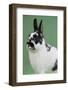 Britannia Petite Rabbit-Lynn M^ Stone-Framed Photographic Print